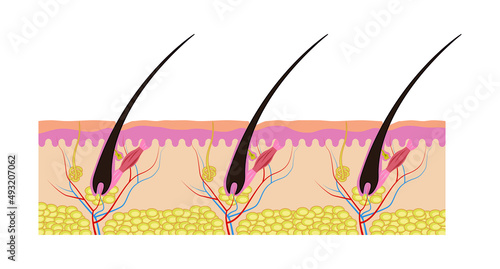 The structure of the hair. The scheme of the structure of the hair. Vector illustration isolated on a white background for design and web.