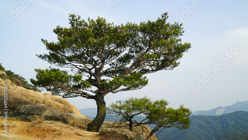 Strong and free-spirited trees, pine trees, and Korean pine trees, along with rocks, are living an excellent landscape.