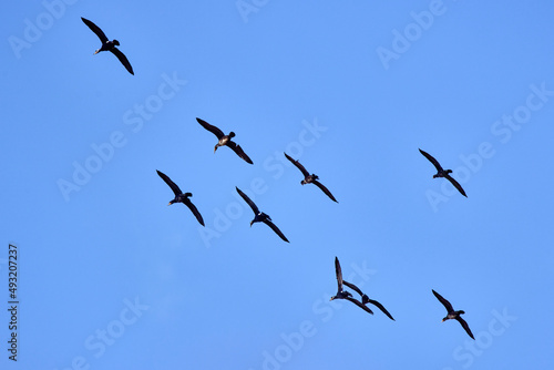 group of cormorants flying in formation in the blue sky