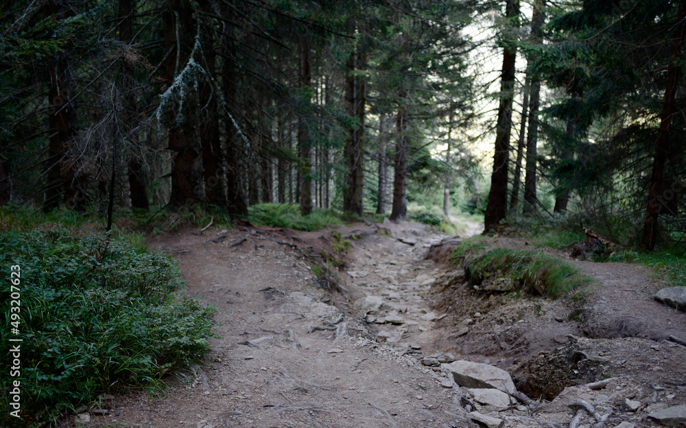 a dirt path in a forest in the mountain