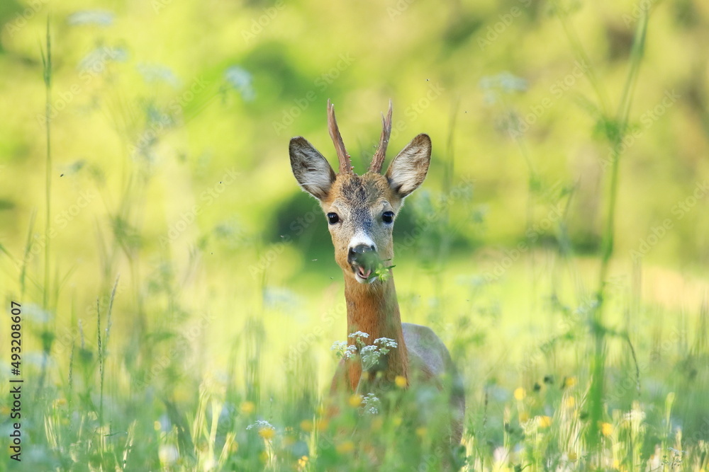 Roe deer, young male, feeding on the meadow, in early sunny morning Roe deer, young male, feeding on the meadow, in early sunny morning
