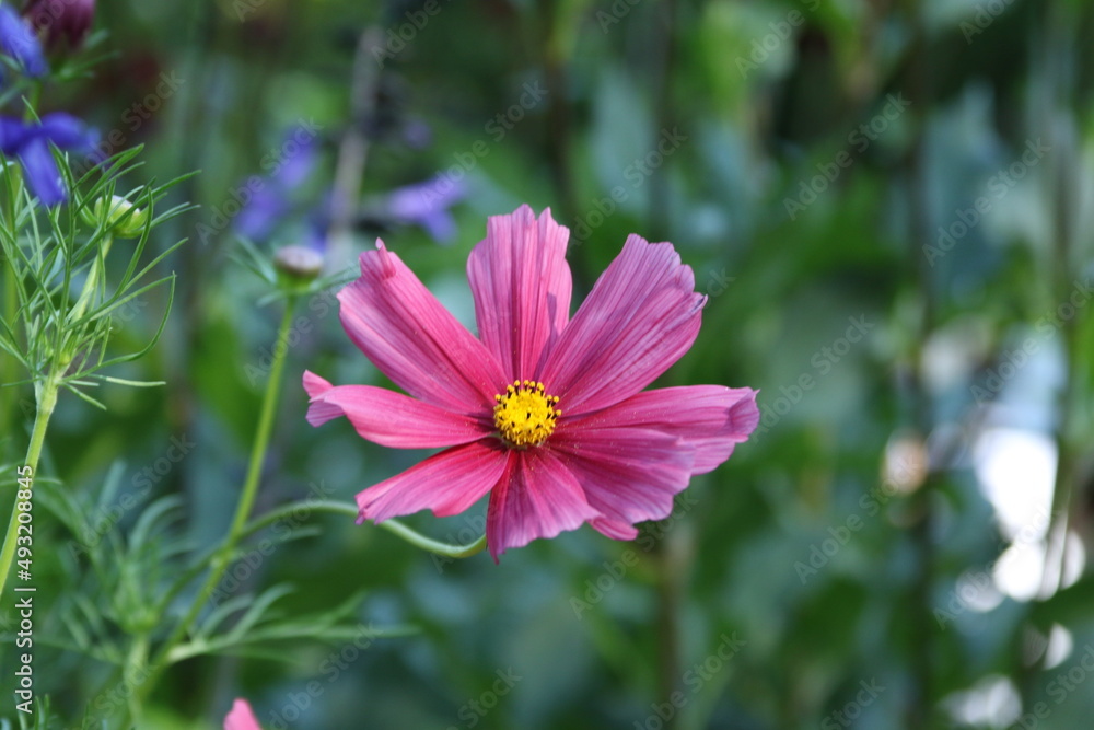 Obraz premium Blüte