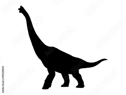 Brachiosaurus    dinosaur on isolated background .