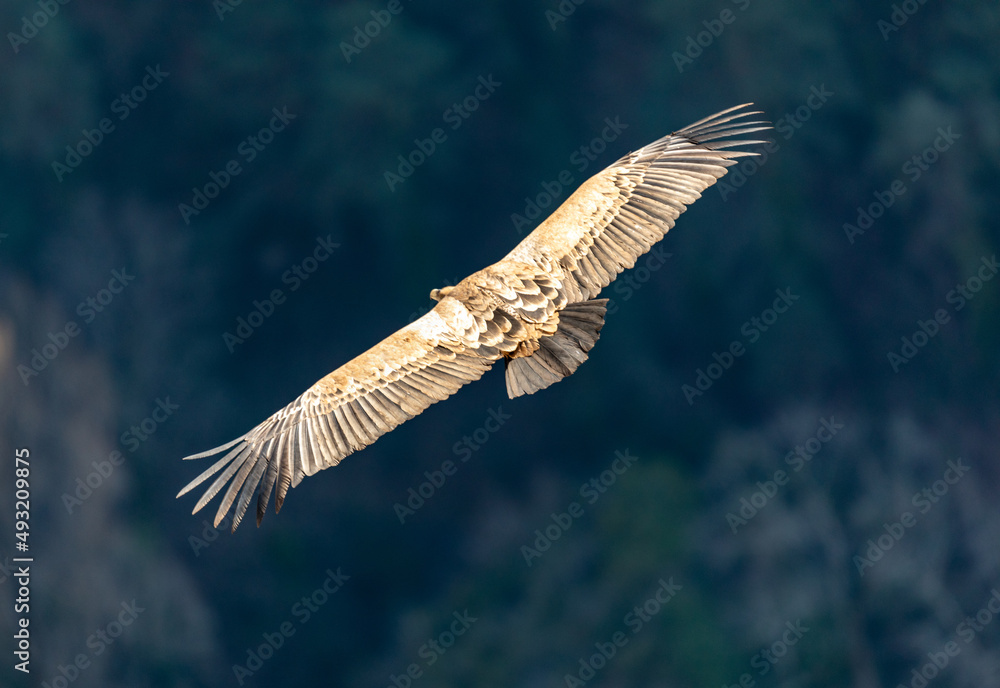 Fototapeta premium Griffon vulture in flight