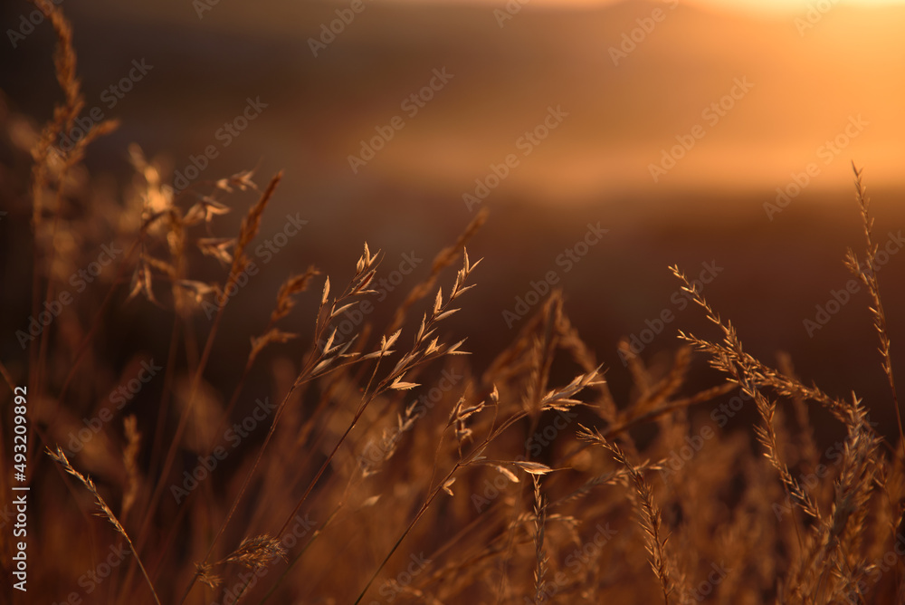 Fototapeta premium Close up dry wheat grass on sunset.