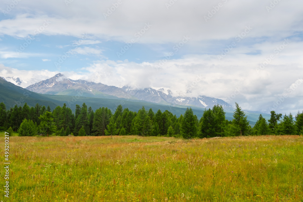 Summer cedar green forest in front of the foggy mountains. Mountain alpine woodland. Atmospheric green forest landscape.