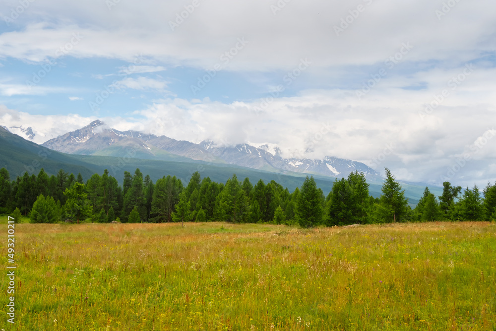Summer cedar green forest in front of the foggy mountains. Mountain alpine woodland. Atmospheric green forest landscape. Summer cedar green forest in front of the foggy mountains. Mountain alpine woodland. Atmospheric green forest landscape.