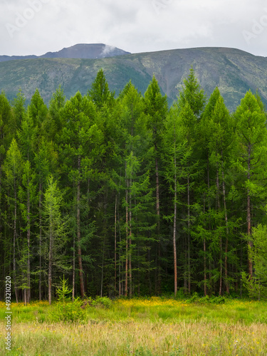 Fotografie Deep mountain firs forest