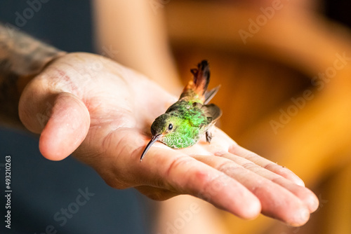 A beautiful rescued hummingbird in a hand in Costa Rica