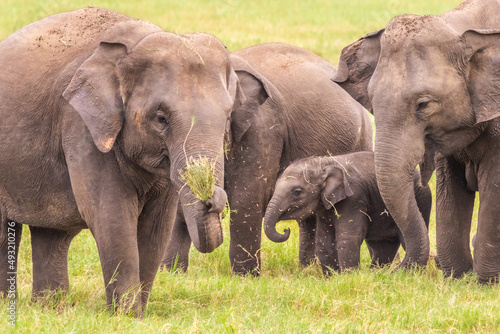 An asian elephant family feeding in Yala National Park, Sri Lanka
