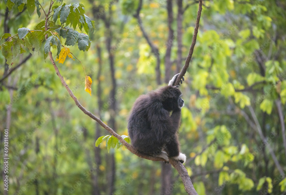 Naklejka premium Des grands singes, des gibbons à mains blanches évoluant dans les arbres avec des poses typiques et des sauts
