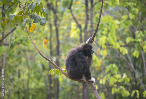 Des grands singes, des gibbons à mains blanches évoluant dans les arbres avec des poses typiques et des sauts photo