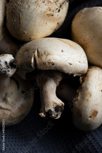 fresh, delicious and healthy mushrooms on dark cloth and black background