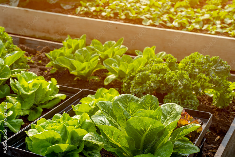 Organic hydroponic vegetable cultivation farm with soft light..grow vegetables plant agriculture. Organic hydroponic vegetable cultivation farm with soft light..grow vegetables plant agriculture.
