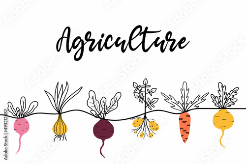 Banner or background with vegetables along the bottom. Hand-drawn illustration in doodle style. Banner with root crops.