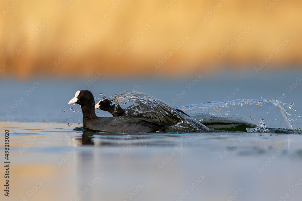 Fototapeta premium Lake and birds. Eurasian Coot. Nature background. Bird: Eurasian Coot (Fulica atra).