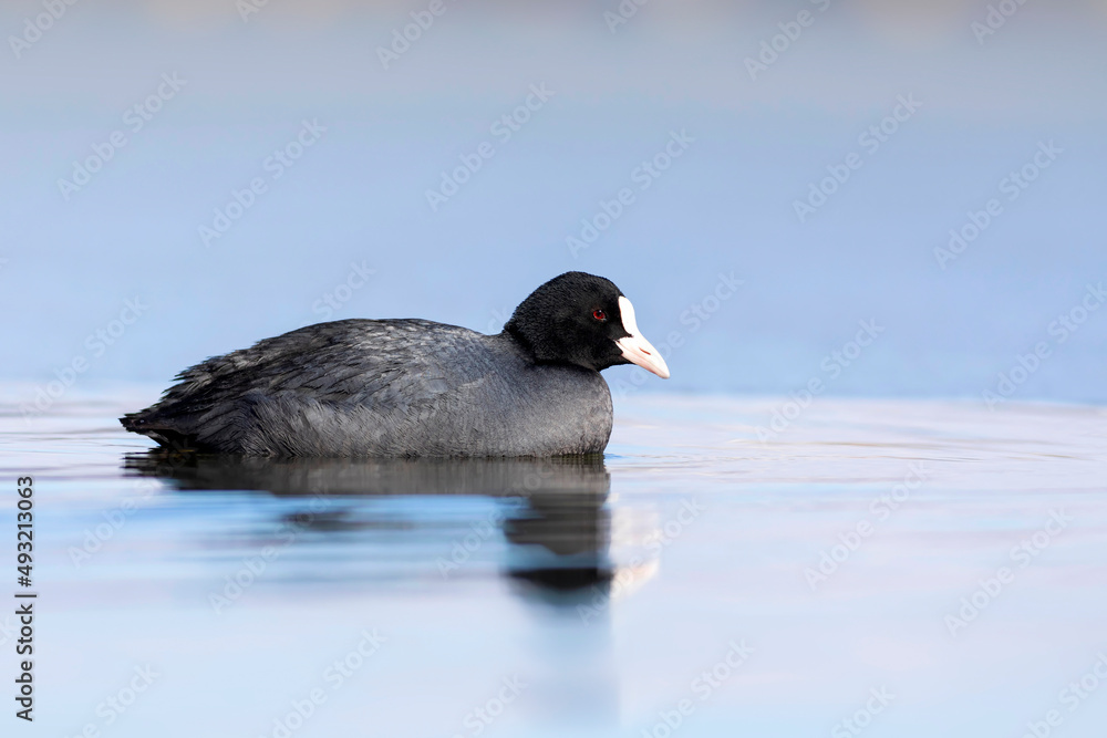 Lake and birds. Eurasian Coot. Nature background. Bird: Eurasian Coot (Fulica atra). Lake and birds. Eurasian Coot. Nature background. Bird: Eurasian Coot (Fulica atra).