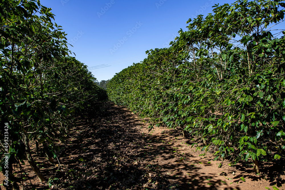 Rows of coffee plantations. Brazil