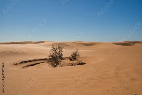 Trees and Sand Dunes in Little Sahara State Park in Waynoka  USA