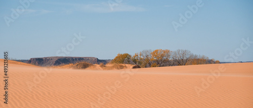 Trees and Sand Dunes in Little Sahara State Park in Waynoka, USA