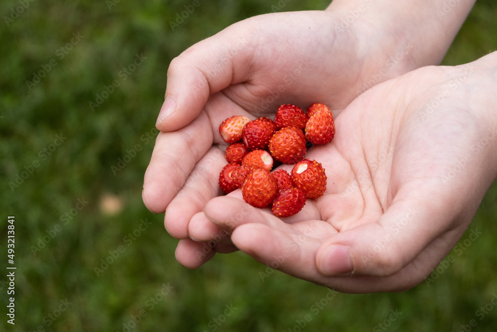Wild strawberries in children's hands on a background of green grass. A handful of berries. Wild strawberries in children's hands on a background of green grass. A handful of berries.