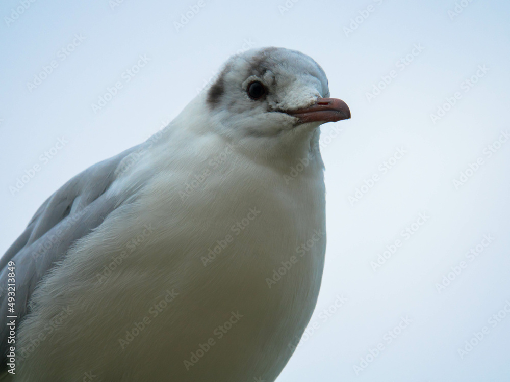 Close up of a seagull against the blue sky. Close up of a seagull against the blue sky.