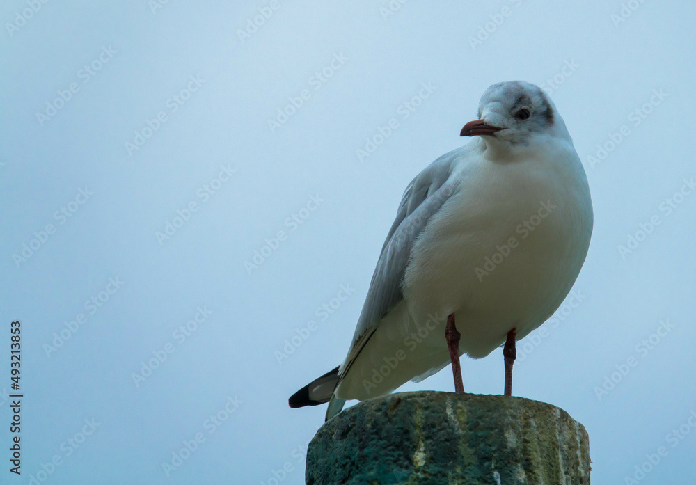 Obraz premium Close-up of a seagull against the blue sky perched on a wooden post.