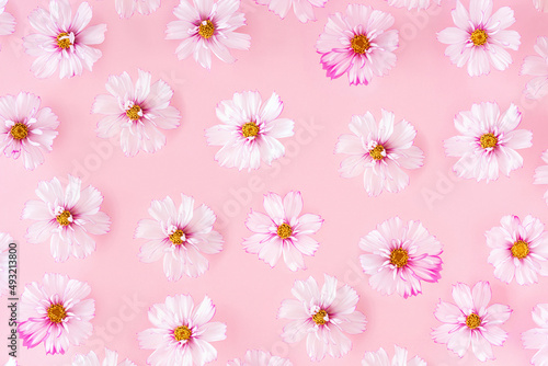 Pattern made with delicate flowers on pink background, as backdrop or texture. Minimal floral concept. Wallpaper for your design