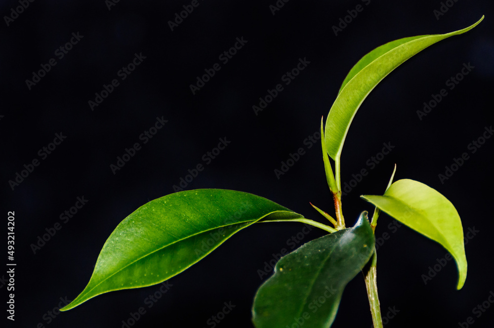Fototapeta premium Branch of ficus