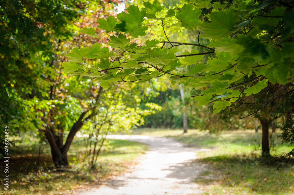 Naklejka premium autumn in the park
