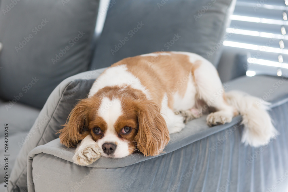 Cavalier dog lies lonely on the armrests of the sofa