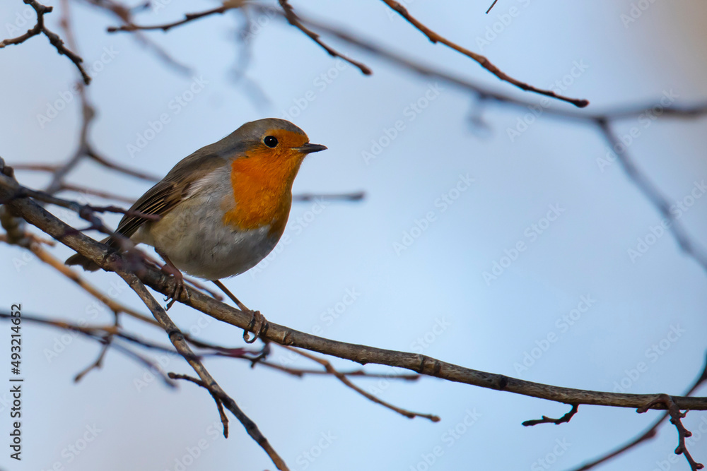 small robin bird on the tree branch in forest in winter