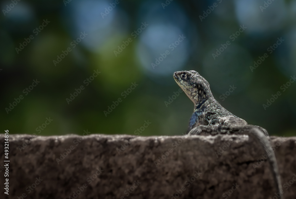 lizard sunbathig on a rock lizard sunbathig on a rock