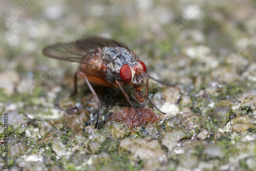 Fly with red eyes feeding on detritus 