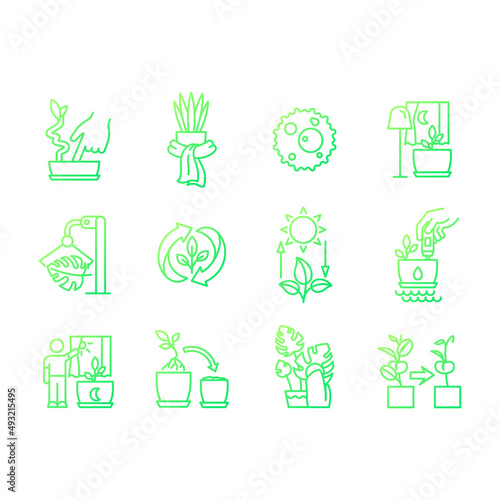 Caring for houseplants gradient gradient linear vector icons set. Potted plants growing. Correct watering and light. Thin line contour symbol designs bundle. Isolated outline illustrations collection