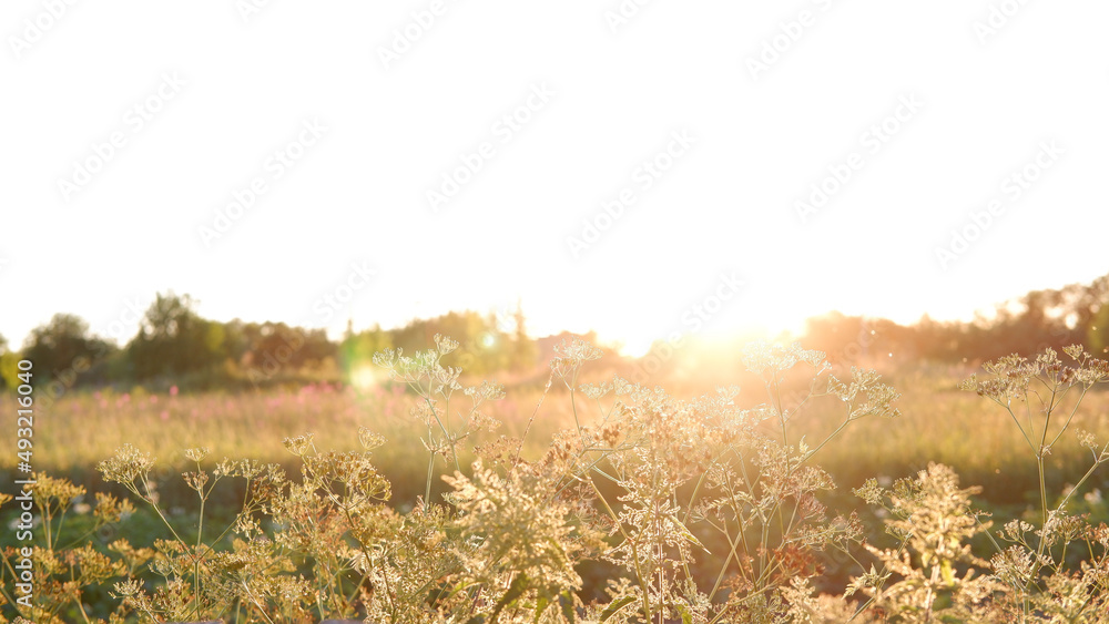 Rural landscape with field at sunset and village in the background. Vologda region