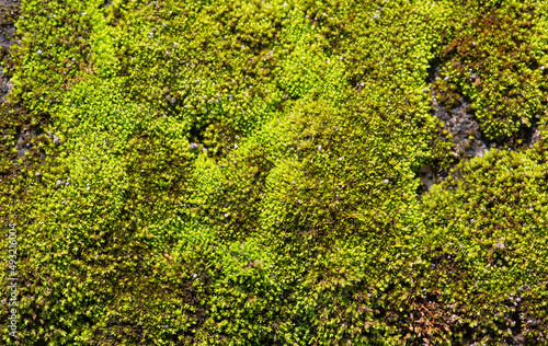 Green moss on the stone in shallow focus. Computer background