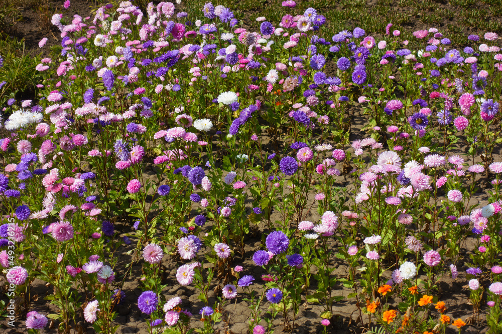 Bright and colorful flowers of China asters in September Bright and colorful flowers of China asters in September