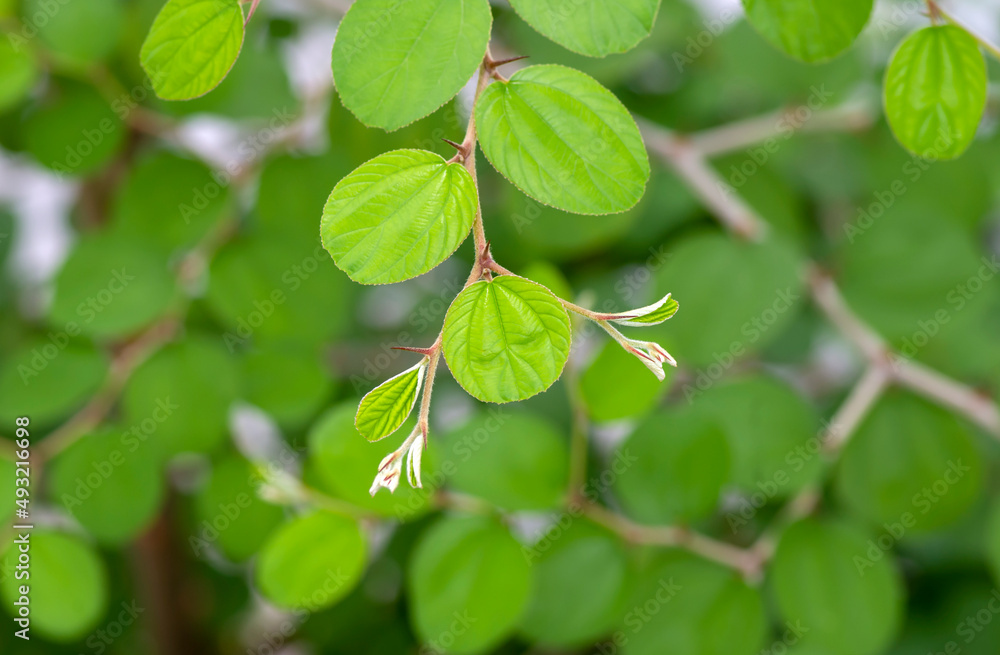 Daun Bidara, Ziziphus mauritiana leaves, known as Indian jujube, Indian plum Chinese date, and Chinese apple Daun Bidara, Ziziphus mauritiana leaves, known as Indian jujube, Indian plum Chinese date, and Chinese apple