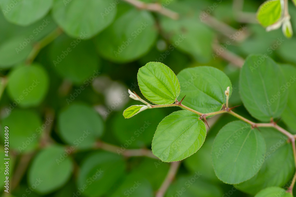 Daun Bidara, Ziziphus mauritiana leaves, known as Indian jujube, Indian plum Chinese date, and Chinese apple Daun Bidara, Ziziphus mauritiana leaves, known as Indian jujube, Indian plum Chinese date, and Chinese apple