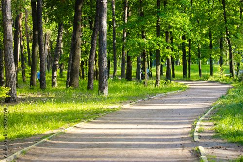Fototapeta Naklejka Na Ścianę i Meble -  An empty dirt country road, a path for hiking through the green forest, park, woods in the spring season, at early summer. A bicycle path goes into a bend. Hiking trail among green grass, tall trees.
