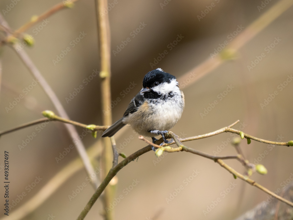 Obraz premium Coal Tit Perched on a Branch