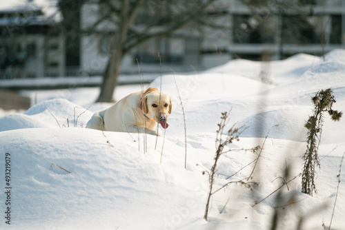 Fototapeta Naklejka Na Ścianę i Meble -  The labrador Kara is coming with tongue out