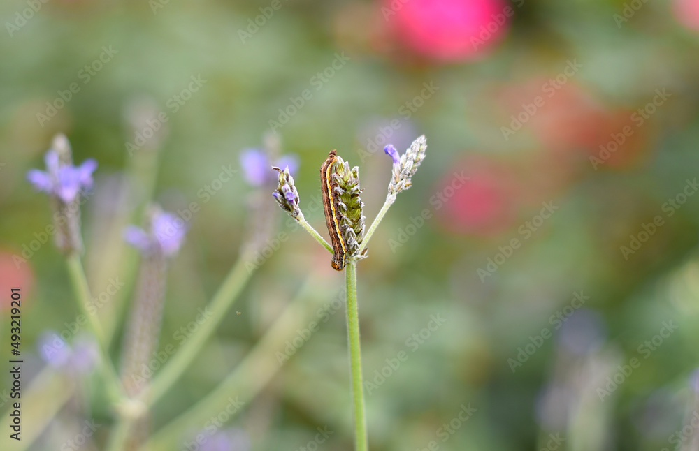 caterpillar crawling on a purple flower caterpillar crawling on a purple flower