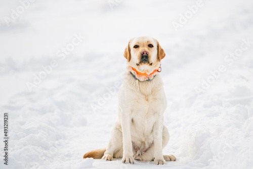 Fotografie The labrador Kara is sitting and behave