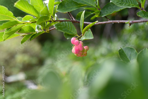 Lobner Magnolia Merrill immature fruit. without flowers