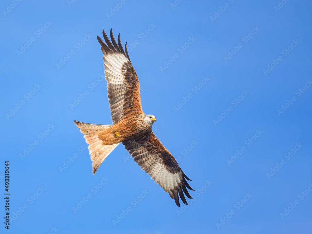 Red kite, Milvus milvus, flying with spread wings in clear blue sky , a bird of prey in the family Accipitridae, Rhineland, Germany Red kite, Milvus milvus, flying with spread wings in clear blue sky , a bird of prey in the family Accipitridae, Rhineland, Germany