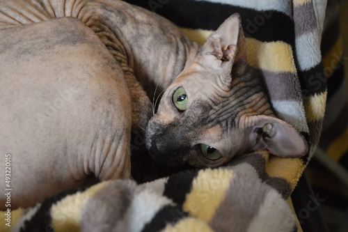 Close-up of calico sphynx cat laying in blanket