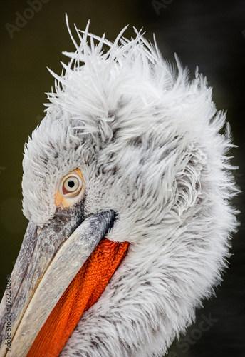 close up of a pelican