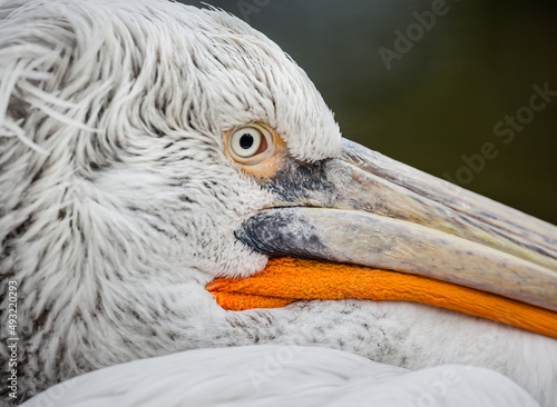 portrait of a pelican